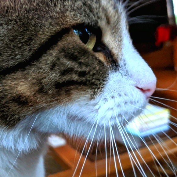 Mimi  ⭐  Poshmark Ambassador - Picture 3 of 5